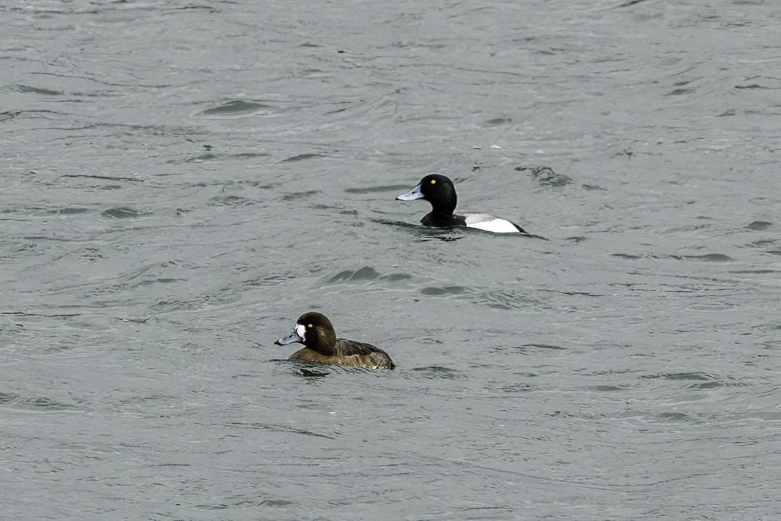 Greater Scaup - ML544476341