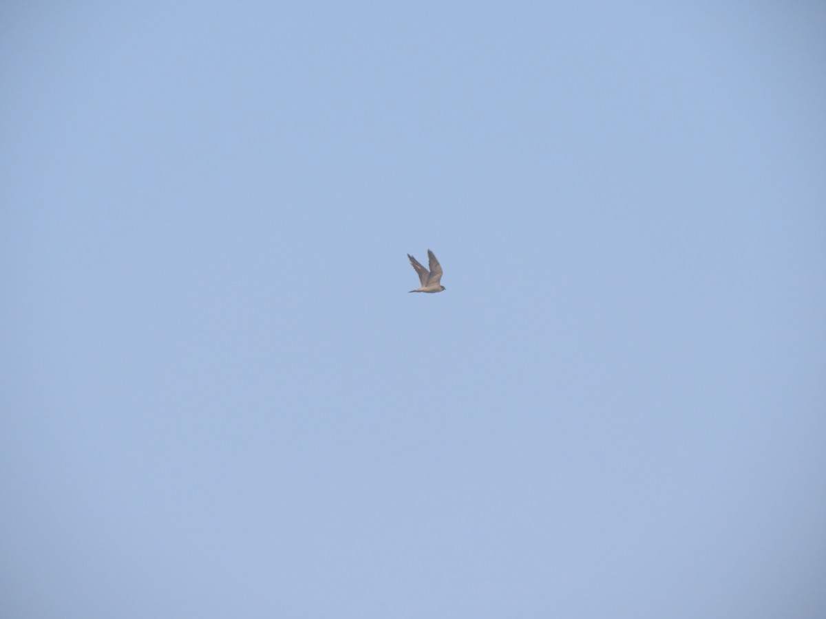 Peregrine Falcon (Tundra) - ML544476361
