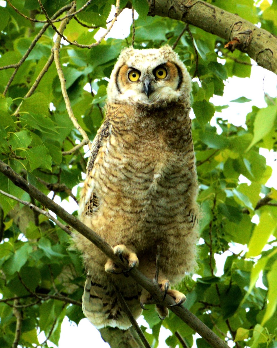 Great Horned Owl - John Siller
