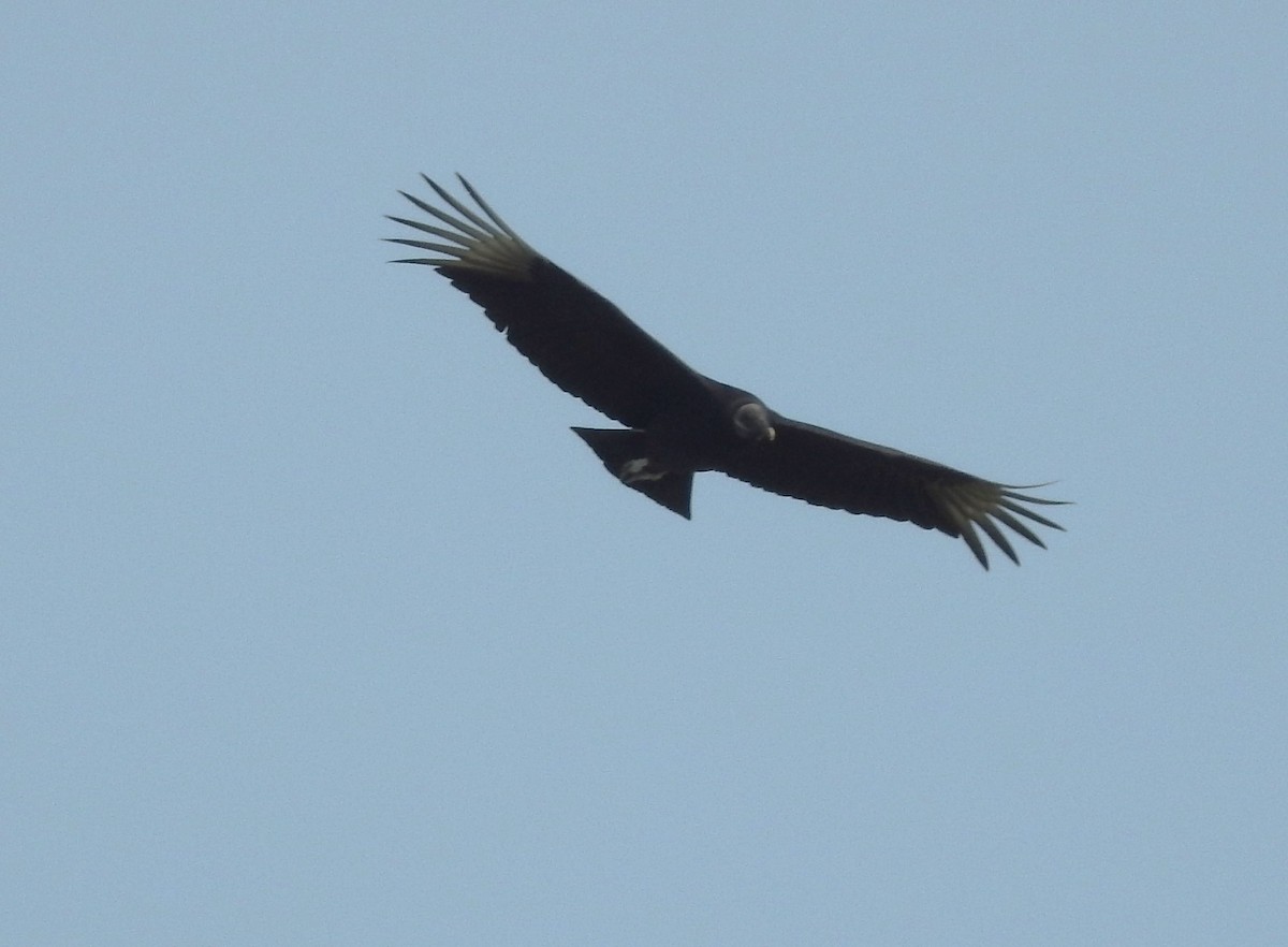 Black Vulture - ML544480341