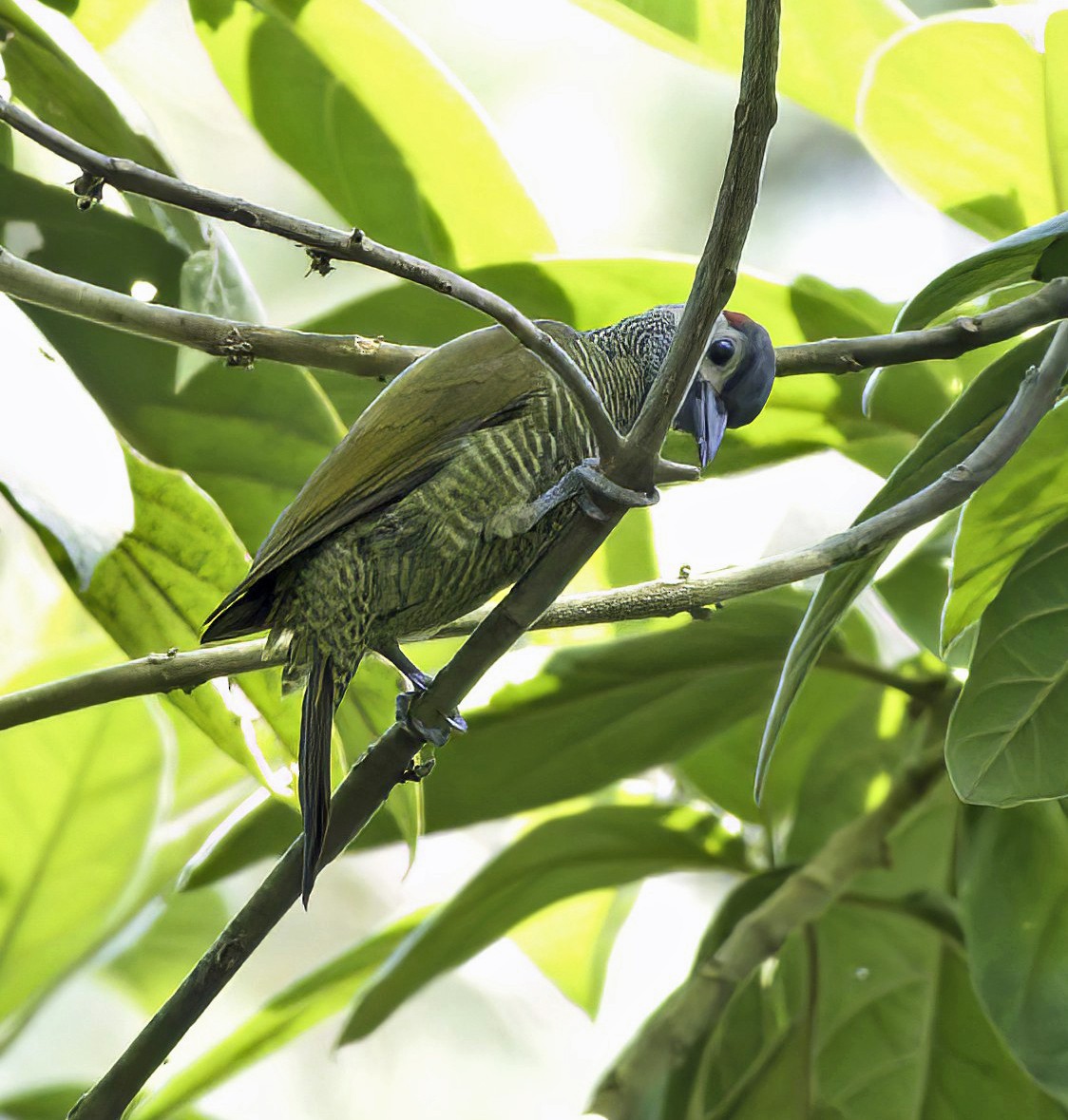 Golden-olive Woodpecker (Golden-olive) - ML544482261