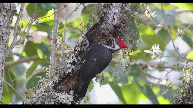 Pileated Woodpecker - ML544484011