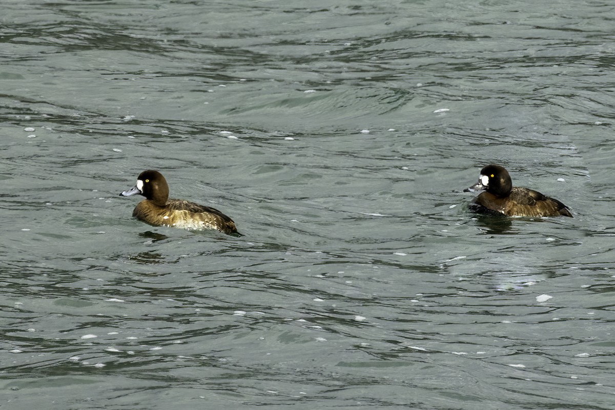 Greater Scaup - ML544485911
