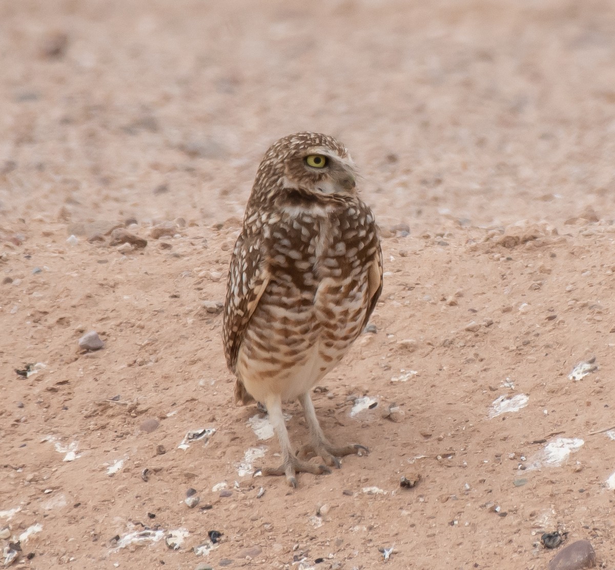 Burrowing Owl - ML544486101