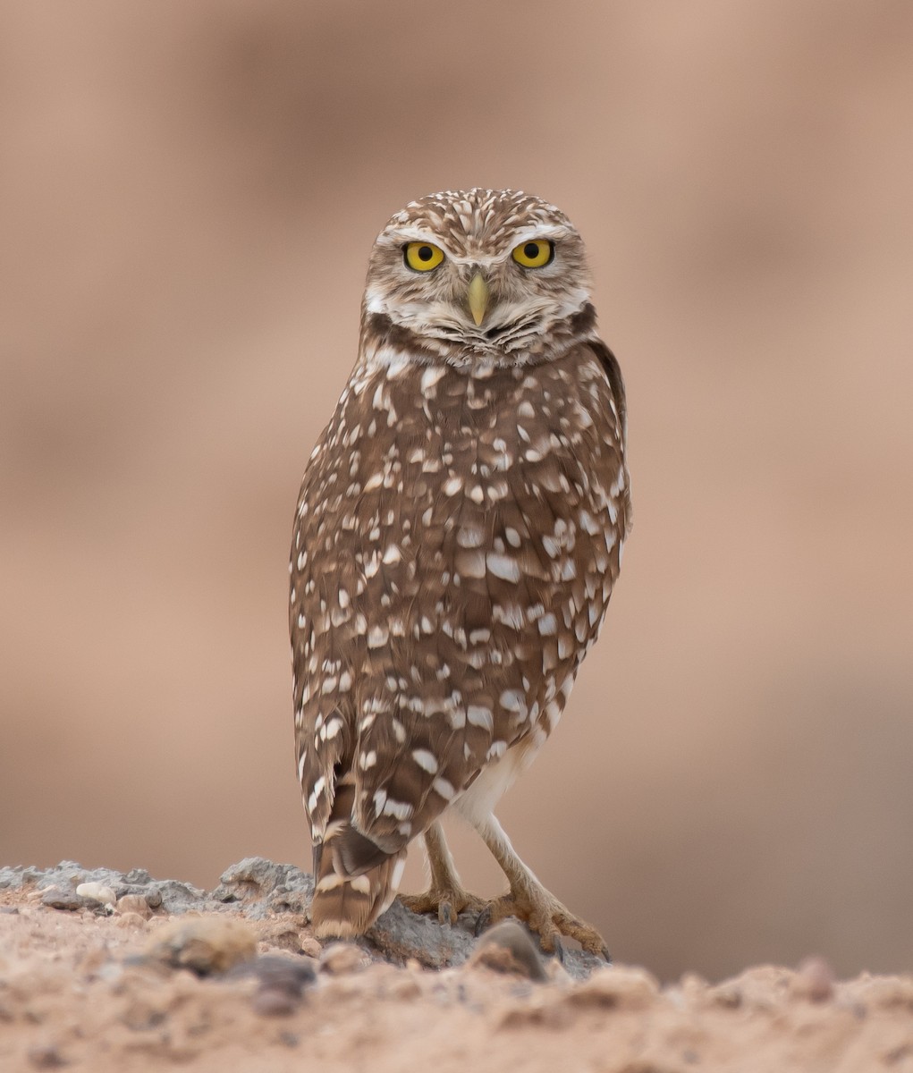 Burrowing Owl - ML544486121