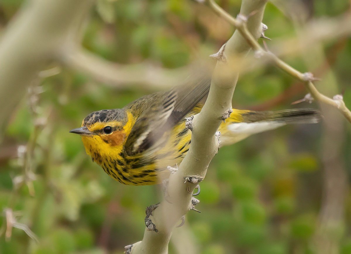 Cape May Warbler - ML544487161