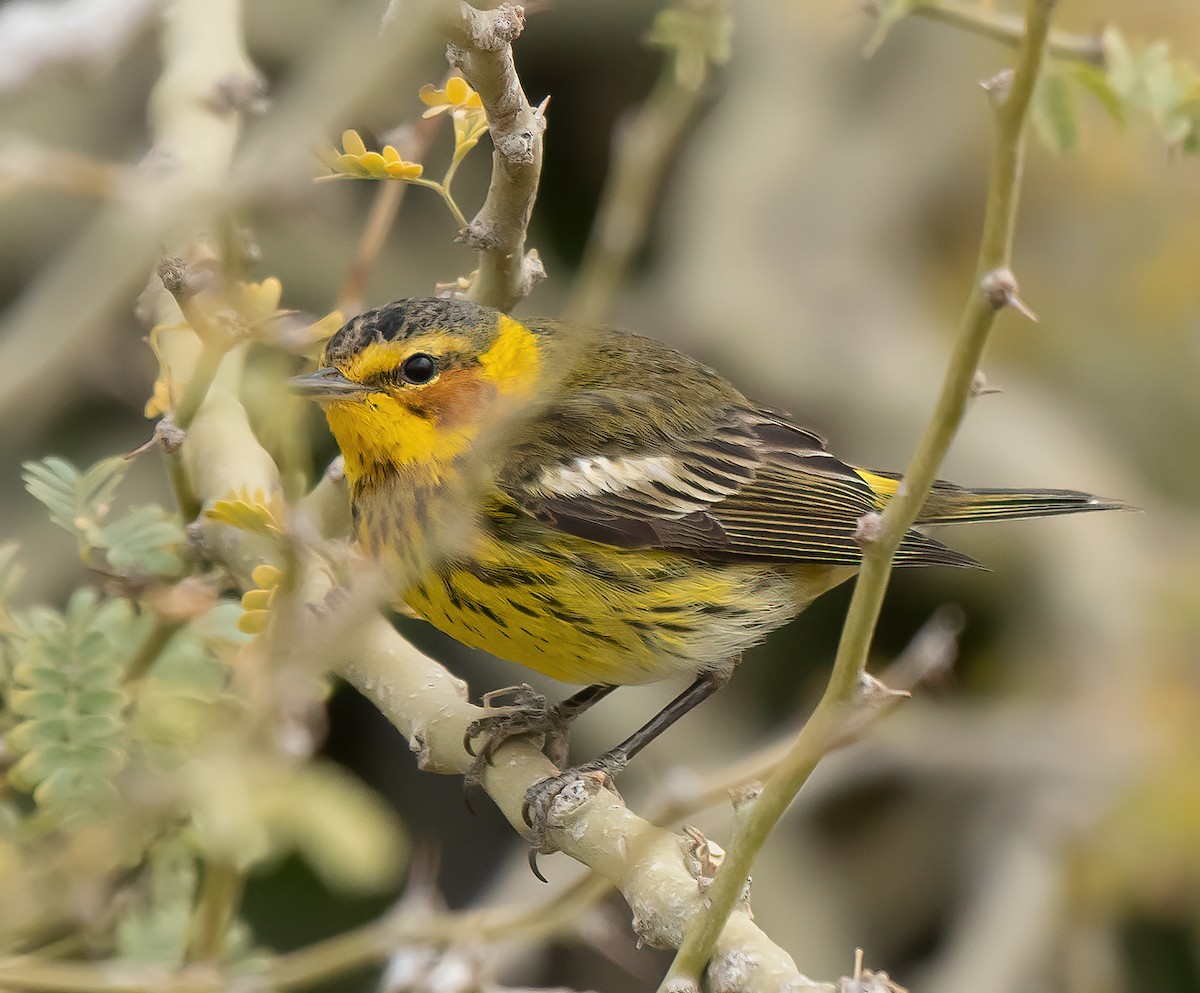 Cape May Warbler - Gordon Karre