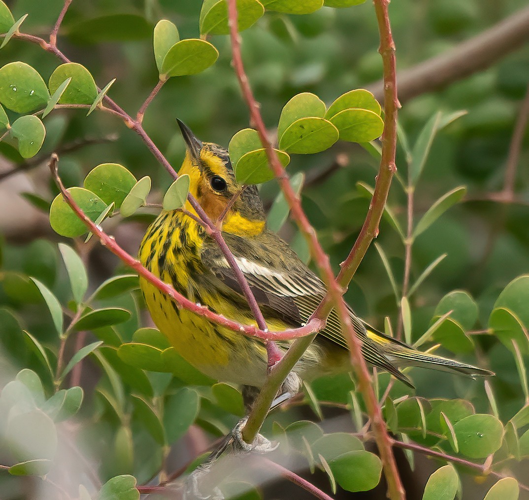 Cape May Warbler - ML544487181