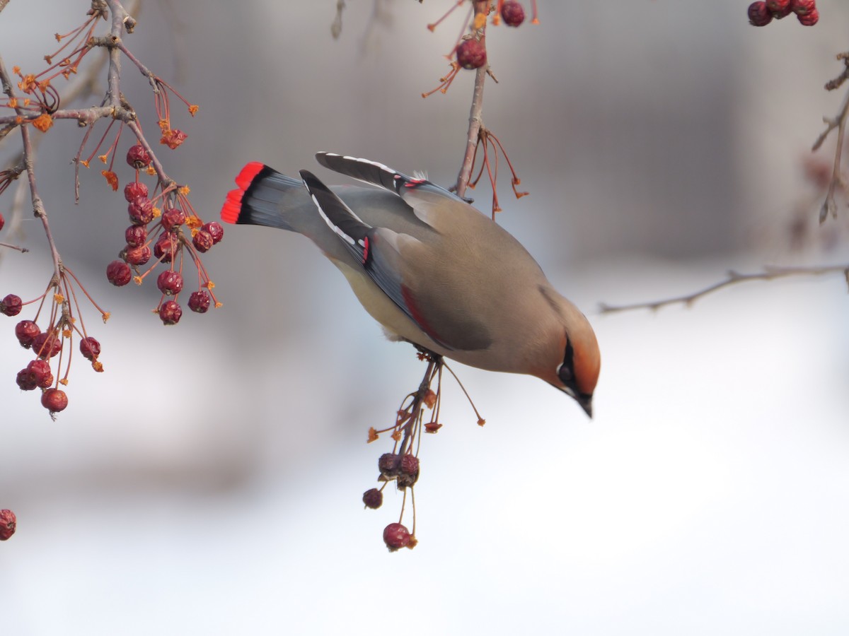 Japanese Waxwing - ML544491321