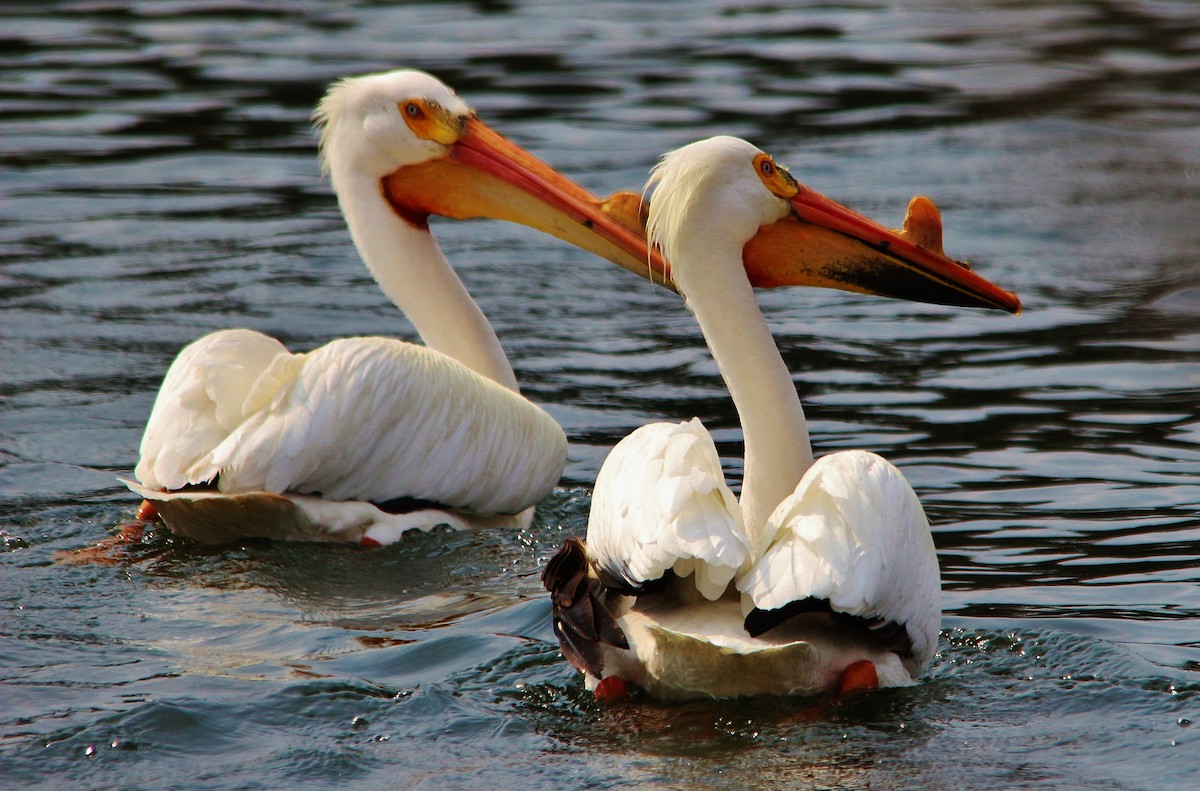 American White Pelican - Rick Sammons