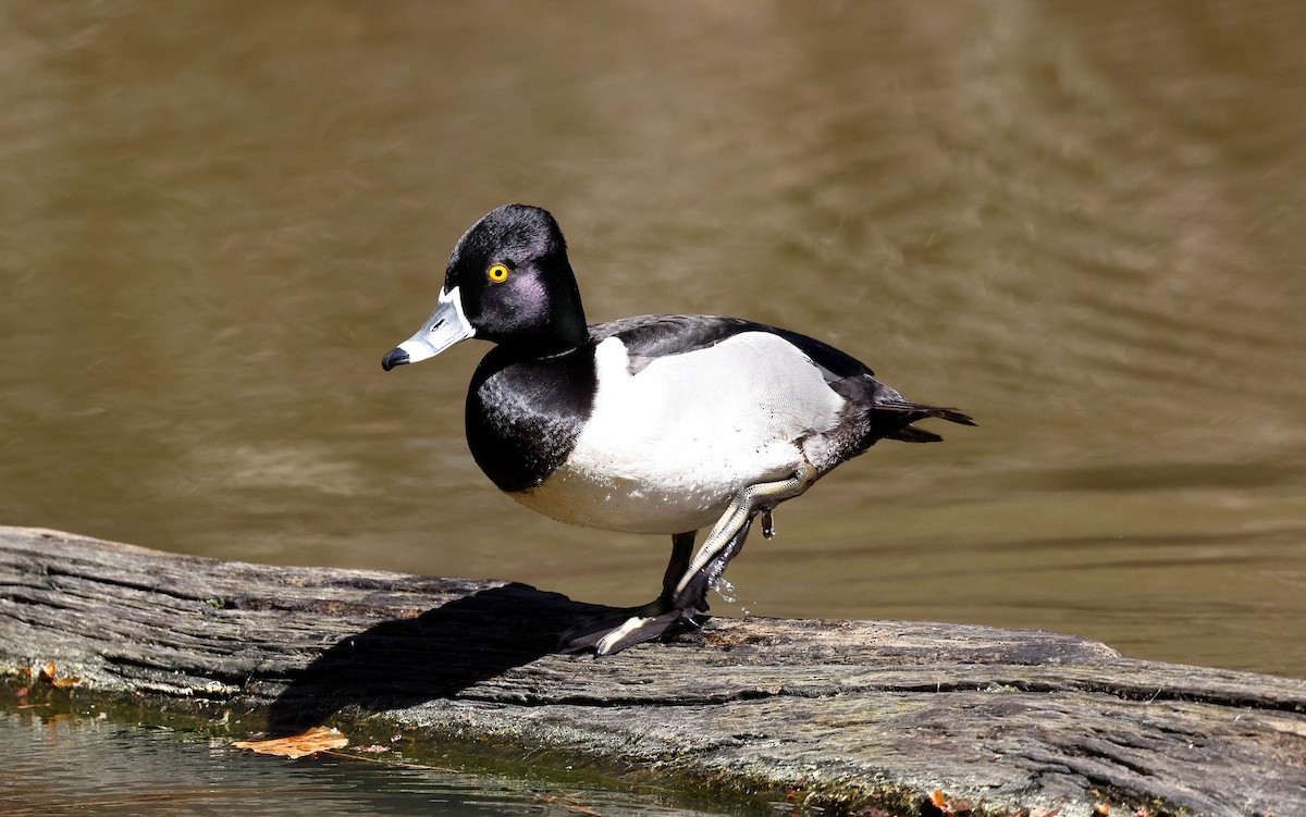 Ring-necked Duck - ML544495011
