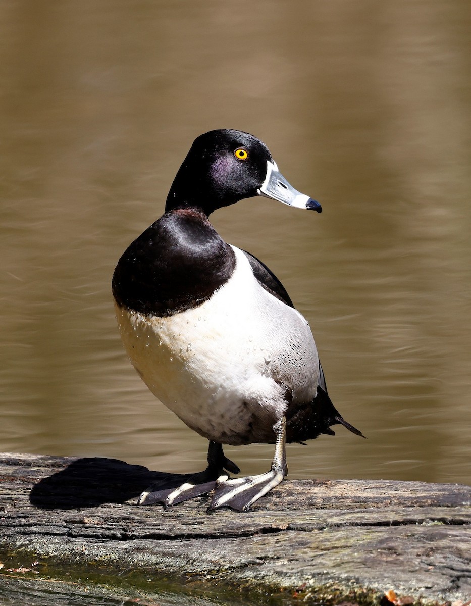 Ring-necked Duck - ML544495131