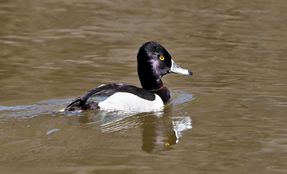Ring-necked Duck - ML544495191