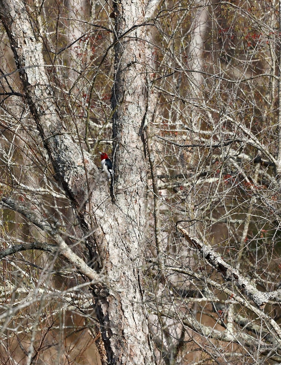 Red-headed Woodpecker - ML544497641