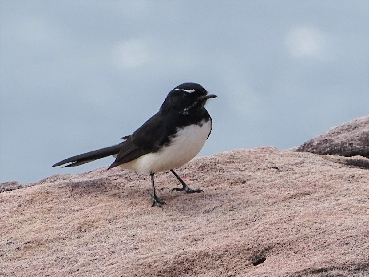 Willie-wagtail - ML544500761