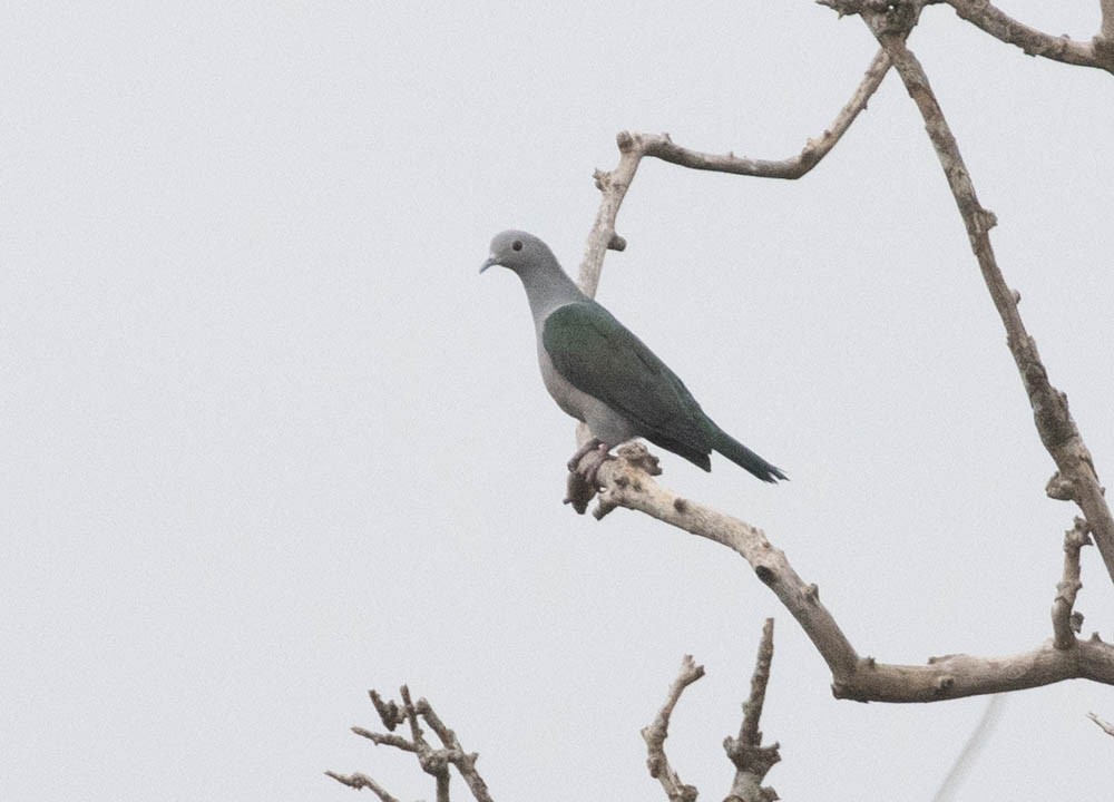Green Imperial-Pigeon - ML544504251