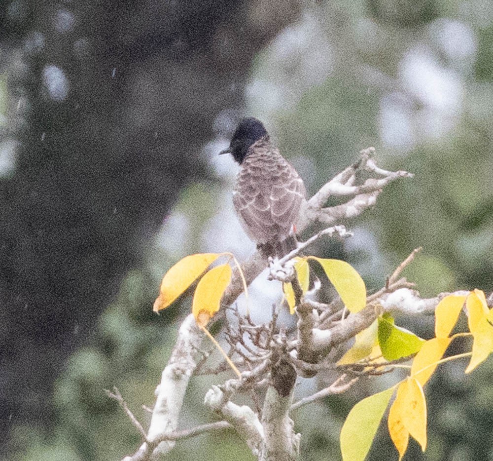 Red-vented Bulbul - ML544505541