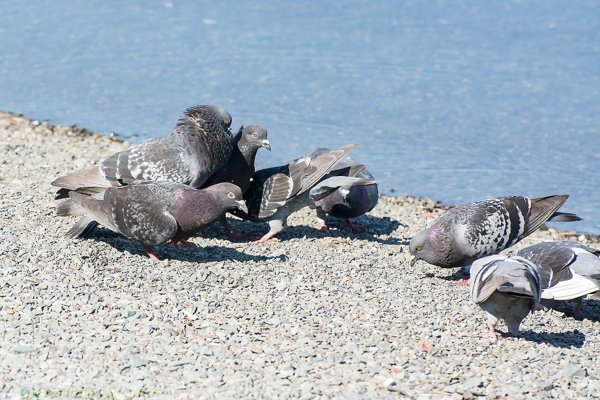 Rock Pigeon (Feral Pigeon) - ML54450691