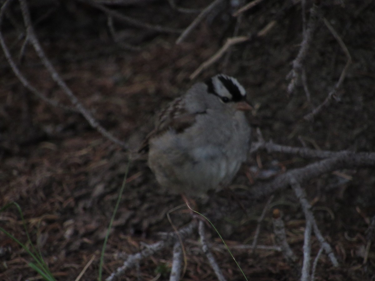 White-crowned Sparrow - ML544508631