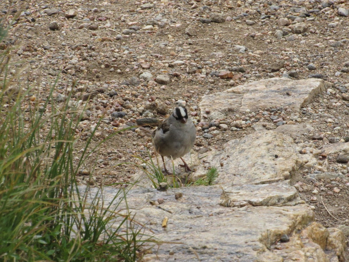 White-crowned Sparrow - ML544508751