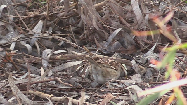 White-throated Sparrow - ML544509621