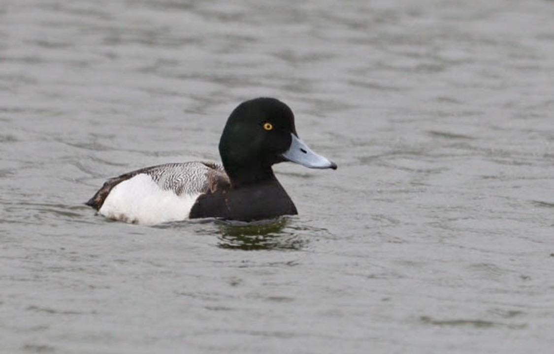 Greater Scaup - ML544513081