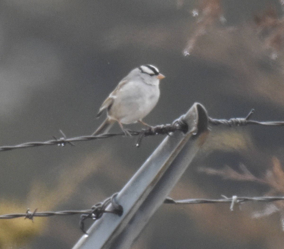 White-crowned Sparrow - ML544514331