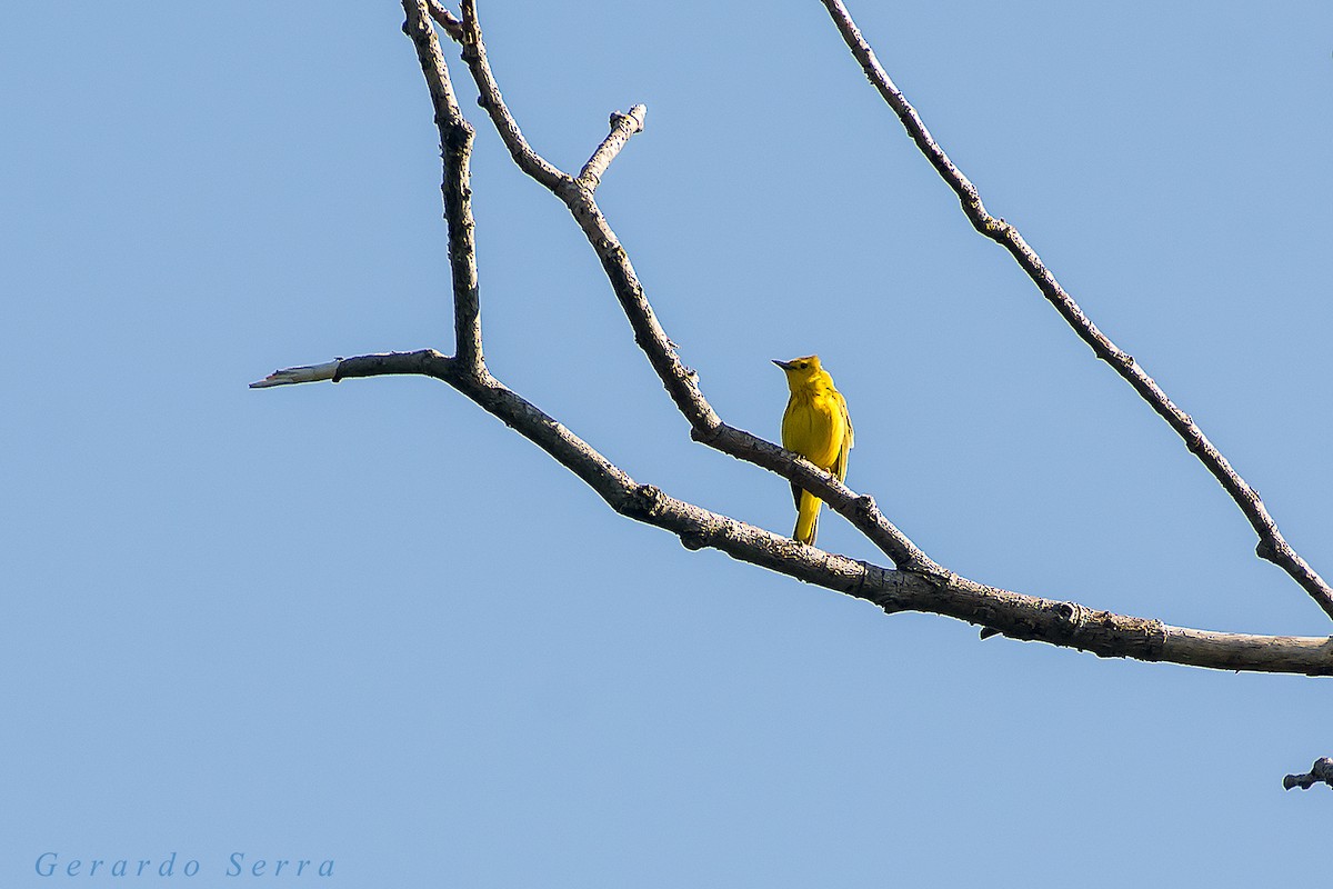 Yellow Warbler - Gerardo Serra