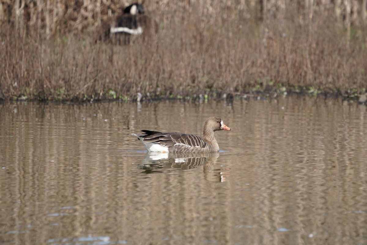 Greater White-fronted Goose - ML544515681