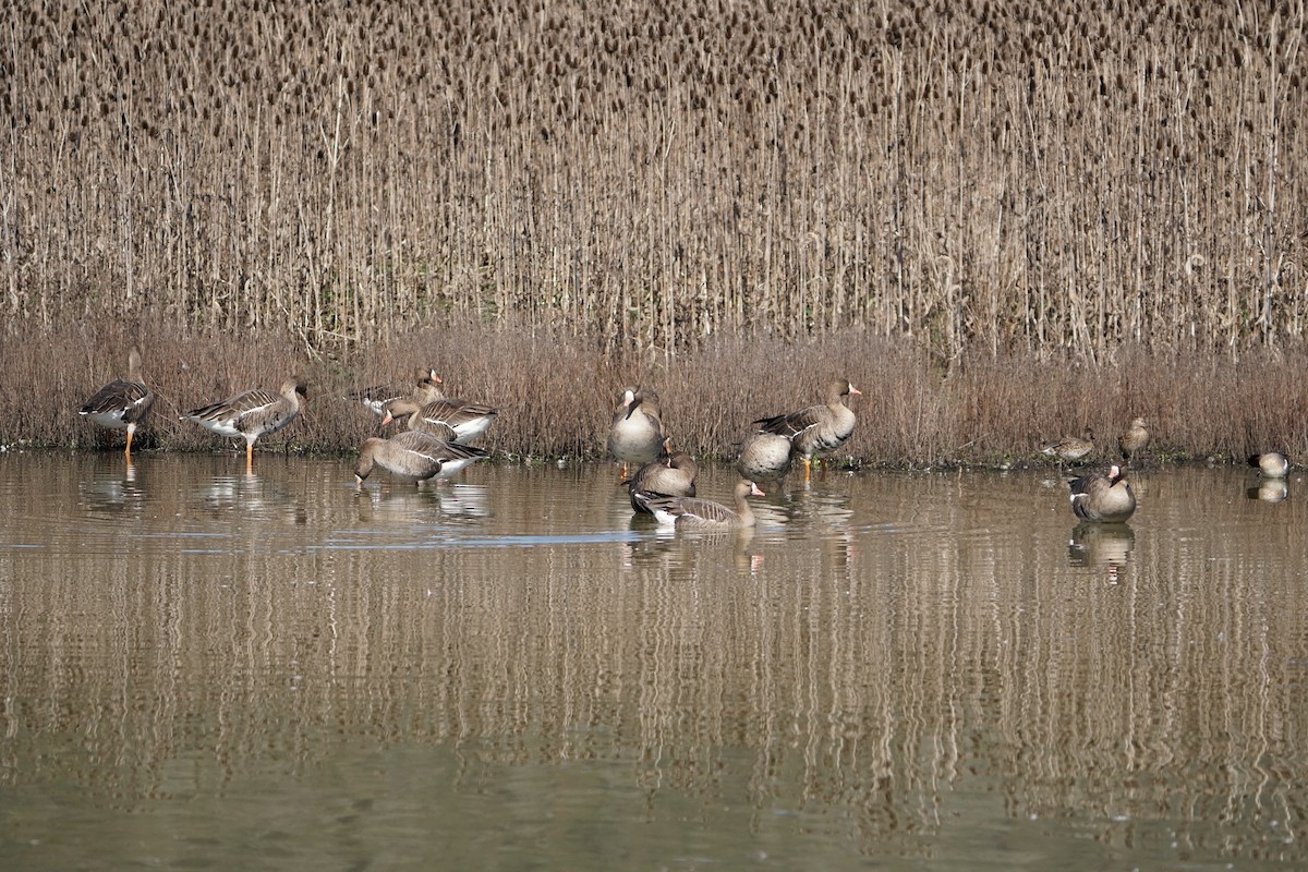 Greater White-fronted Goose - ML544515731