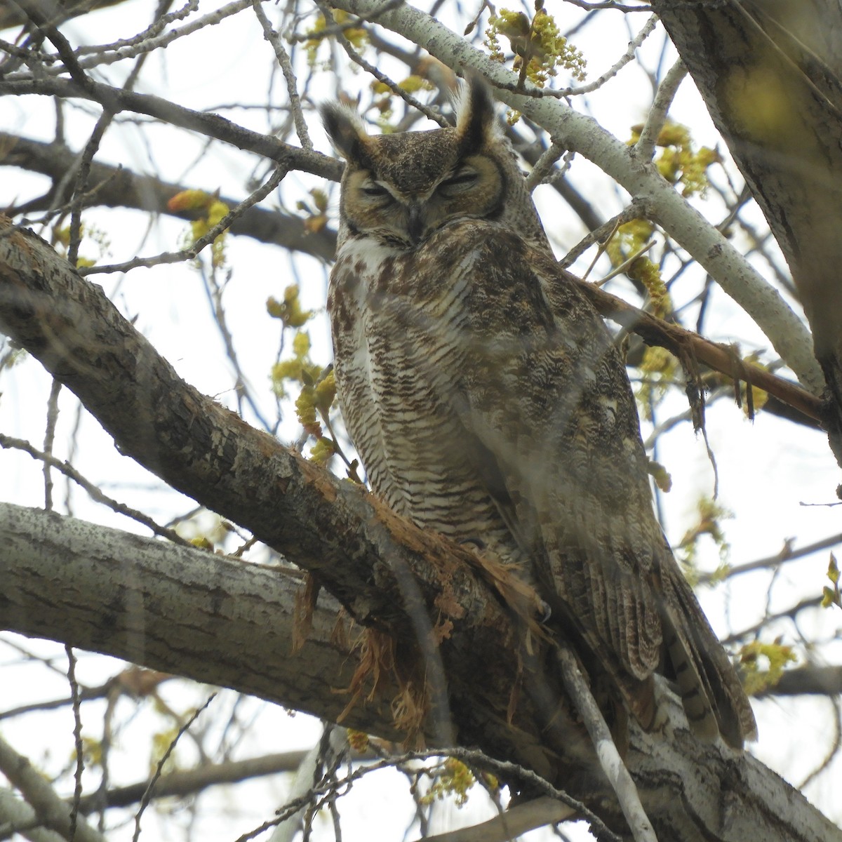 Great Horned Owl - ML544519521
