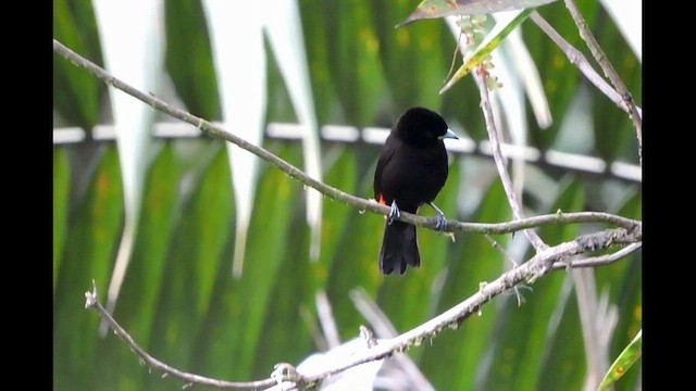 Scarlet-rumped Tanager - ML544521881