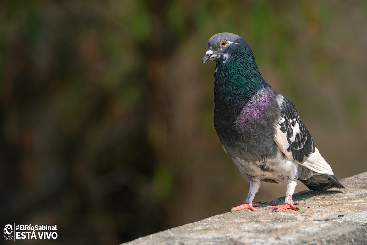 Rock Pigeon (Feral Pigeon) - Daniel Pineda Vera