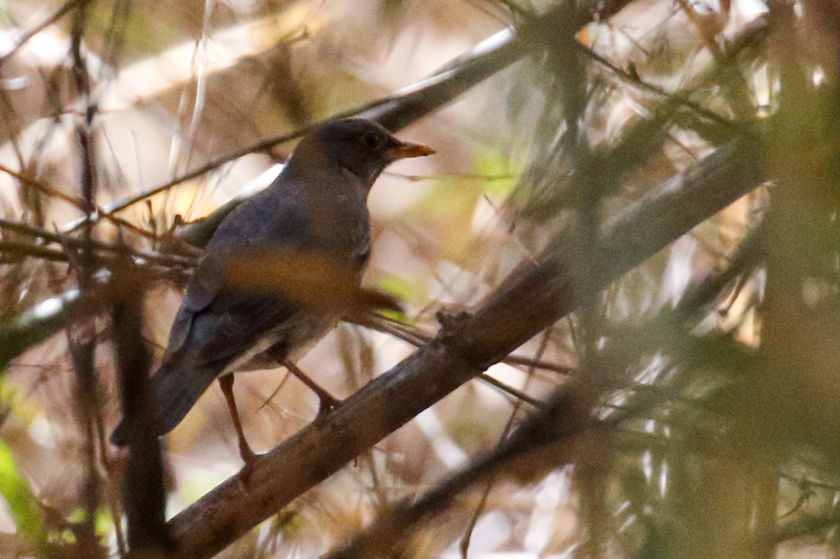 Indian Blackbird (Black-capped) - ML544529411