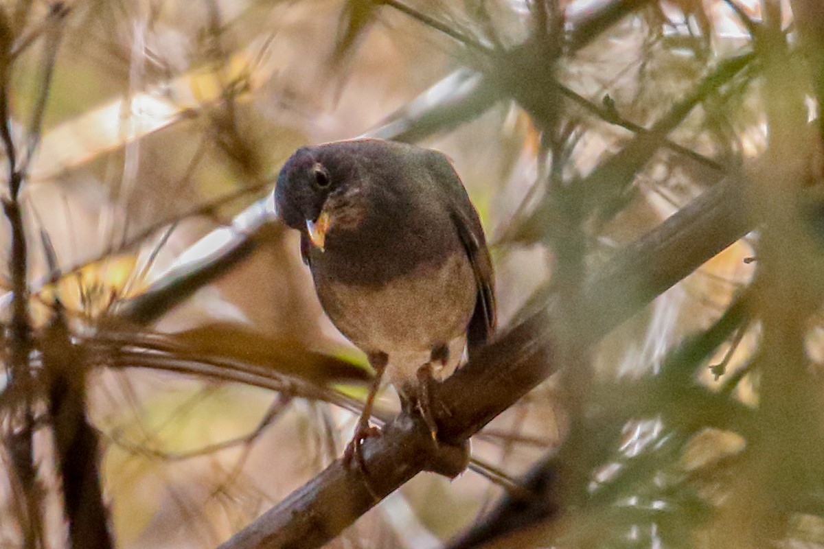 Indian Blackbird (Black-capped) - ML544529451
