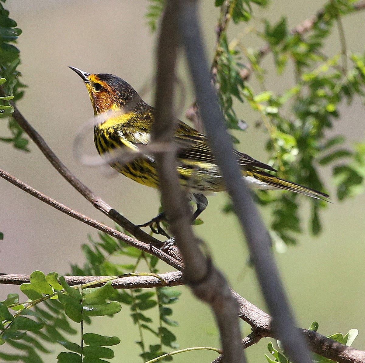 Cape May Warbler - ML54453101