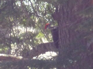 Pileated Woodpecker - D Bell