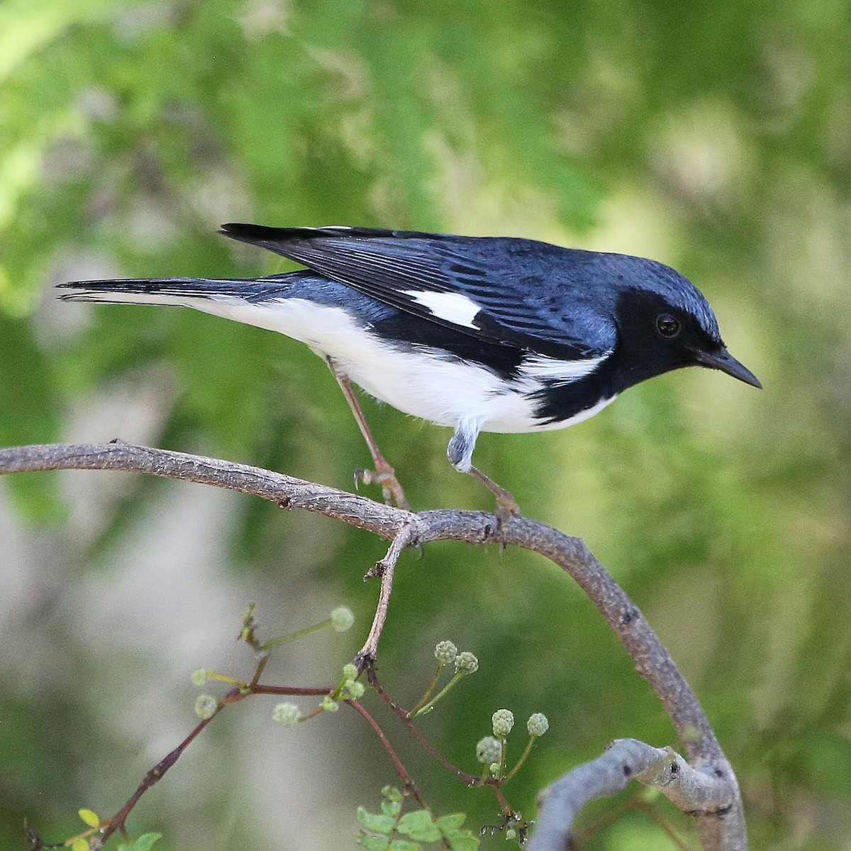 Black-throated Blue Warbler - ML54453321