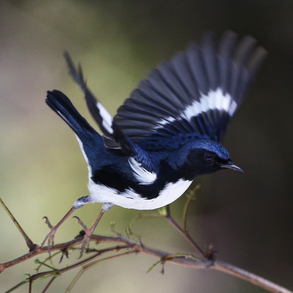 Black-throated Blue Warbler - Tasha Trujillo