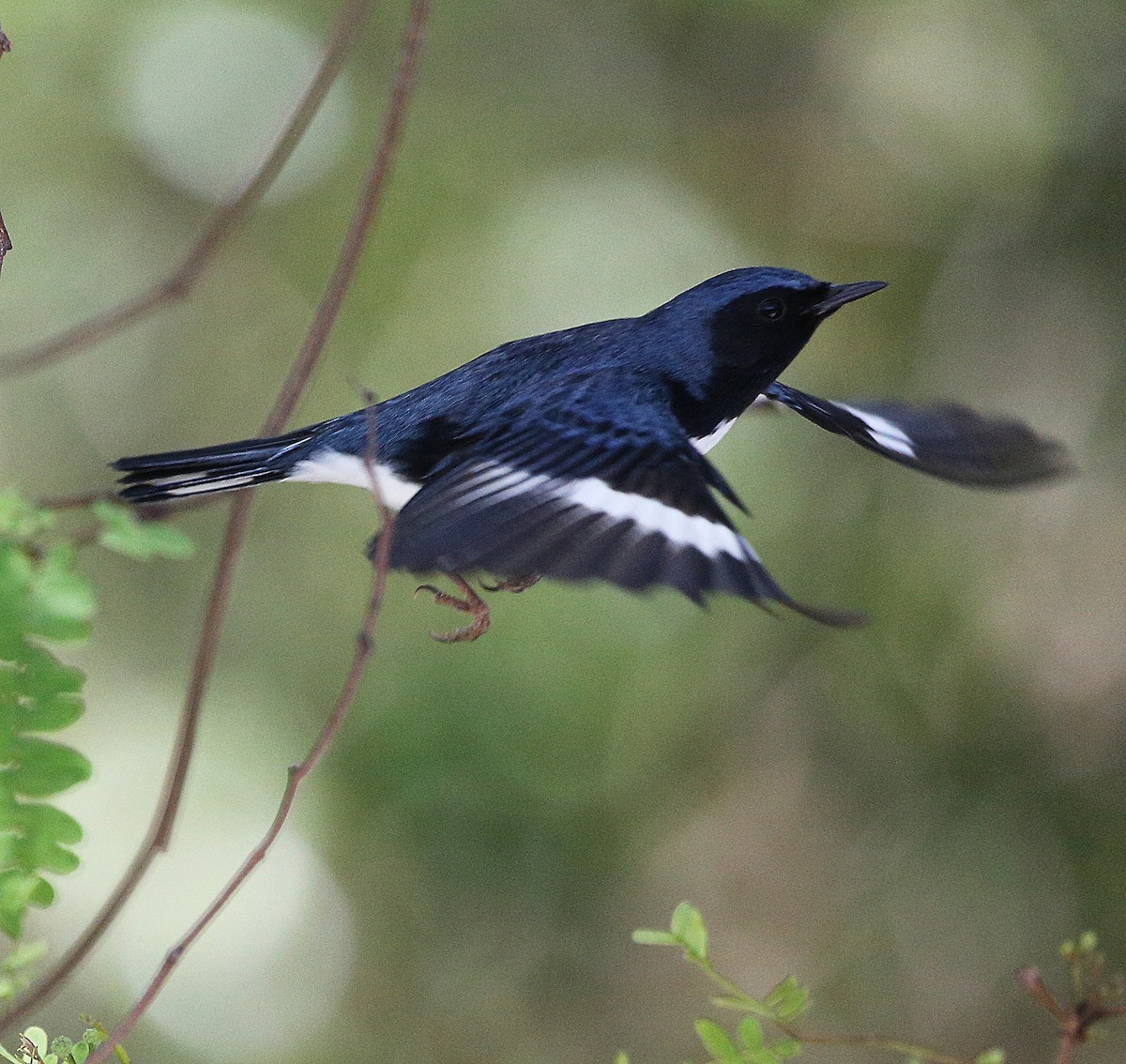 Black-throated Blue Warbler - ML54453371