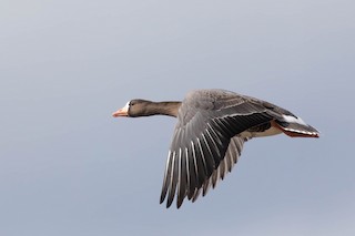 Greater White-fronted Goose, ML544535011
