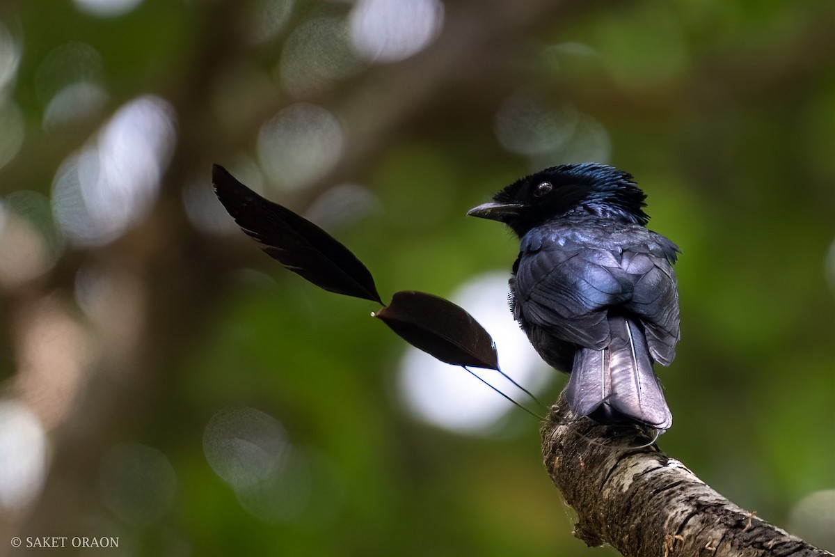 Lesser Racket-tailed Drongo - ML544542371