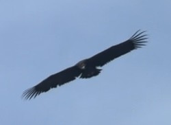 Cinereous Vulture - ML544542941