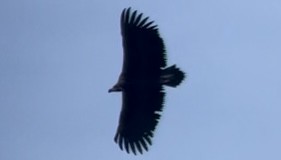 Cinereous Vulture - ML544542951