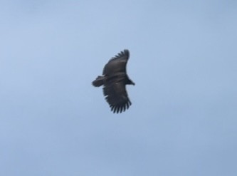 Cinereous Vulture - ML544542961