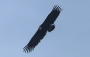 Cinereous Vulture - ML544542971