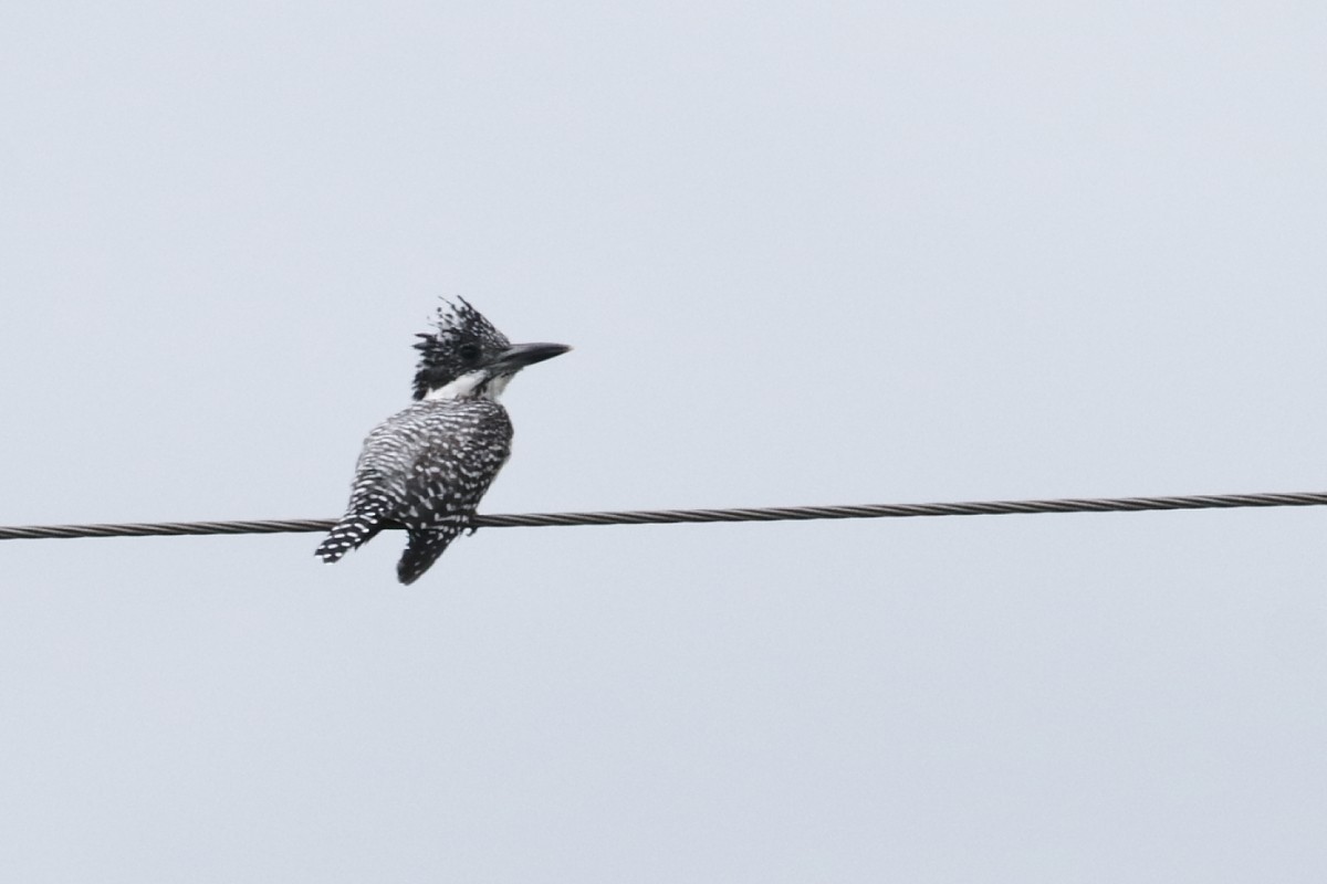 Crested Kingfisher - ML544543211
