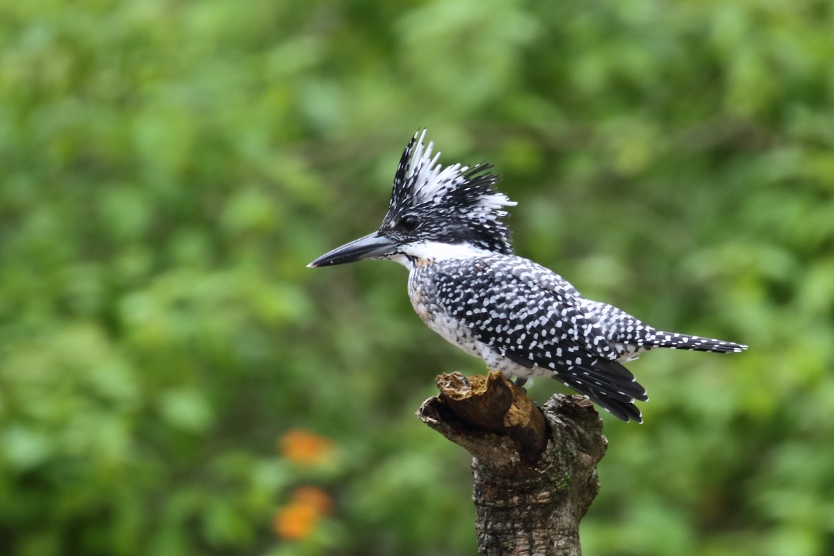 Crested Kingfisher - ML544543221
