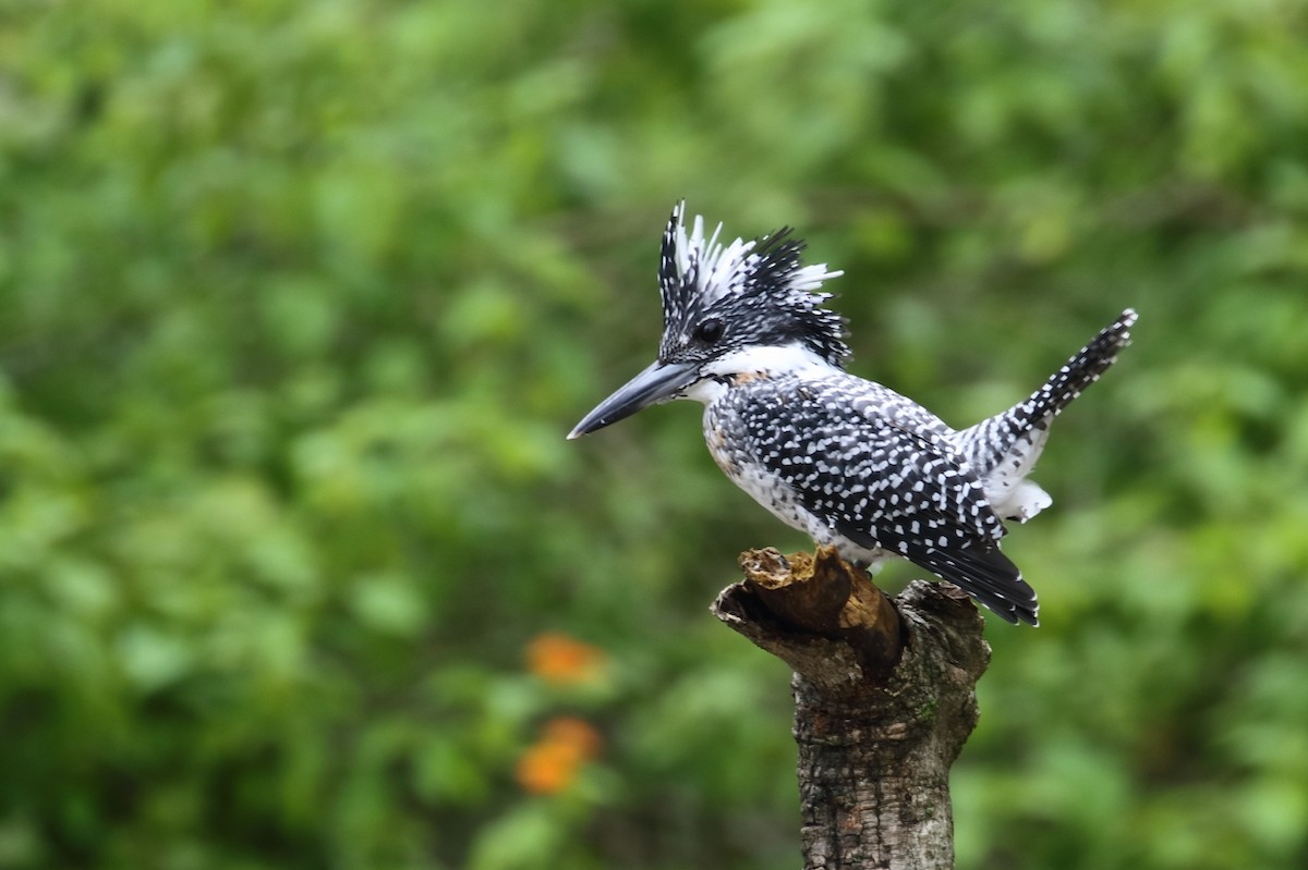 Crested Kingfisher - ML544543231