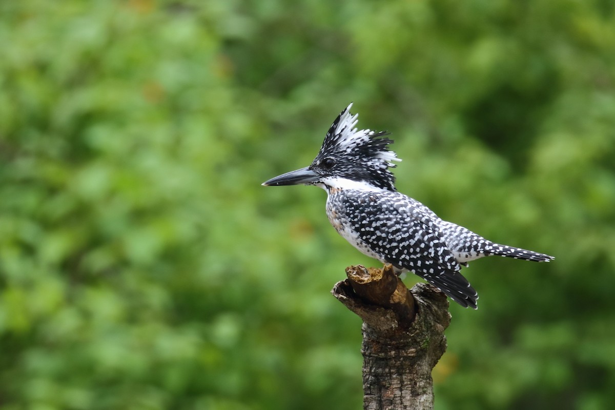 Crested Kingfisher - ML544543241